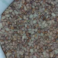 لوبیا چیتی ایرانی کیلوی 200|خوردنی و آشامیدنی|مشهد, شهید معقول|دیوار