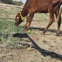 گاو و گوساله جلب گستر|حیوانات مزرعه|جیرفت, |دیوار