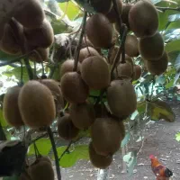 خرمالو‌وکیوی