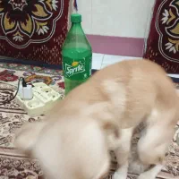 یک سگ پیداکردم|سگ|گرگان, |دیوار