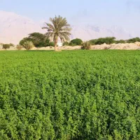 فروش یونجه سبز