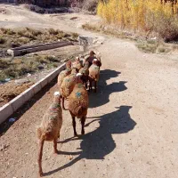 گوسفند داشتی|حیوانات مزرعه|بلبان آباد, |دیوار