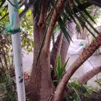 فروش تعدادی گل یوکا|گل و گیاه طبیعی|بابلسر, |دیوار