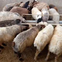 فروش  گوسفند  زنده  بره