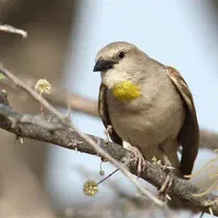 چنتا سهره سینه سرخ قناری.گلبسر.کبوتر.انگشتر|پرنده|کرمانشاه, |دیوار