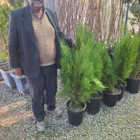 کامیس نوکدار تک و عمده موجود