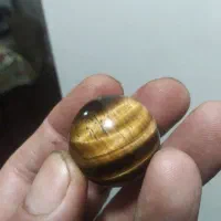 چشم ببری اصلی