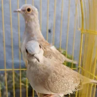 پرنده زینتی