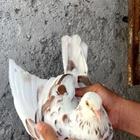 کبوتر|پرنده|سیاهکل, |دیوار