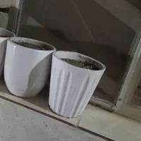 گلدان|گل و گیاه طبیعی|اهواز, فولادشهر|دیوار