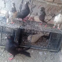 12کبوتر با شیش‌تا تخم