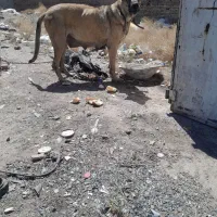 سک سراب عراق پژدر نگهبان