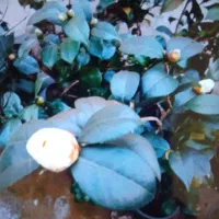 کاملیا|گل و گیاه طبیعی|گوراب زرمیخ, |دیوار