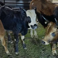 ورزا کوله چالوسی گاو نر|حیوانات مزرعه|سنگر, |دیوار