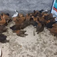 جوجه گلپایگانی|حیوانات مزرعه|گمیشان, |دیوار