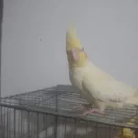 عروس هلندی|پرنده|رشت, تازه آباد|دیوار