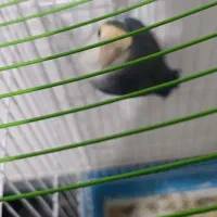 کوتوله برزیلی|پرنده|شیراز, شهرک مطهری|دیوار