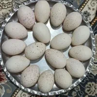 تخم بوقلمون