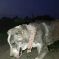 طوله سراب افغان همچی تمام