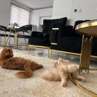 واگزاری|گربه|سنندج, |دیوار