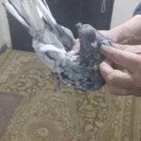 کبوتر سرورسرنج سوقدیم