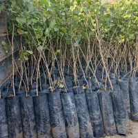 فروش نهال پسته