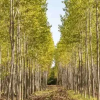 تولید درخت کبوده|خدمات باغبانی و درختکاری|بانه, |دیوار