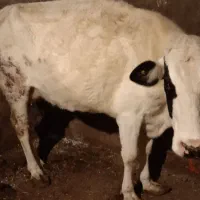 گاو  گوساله