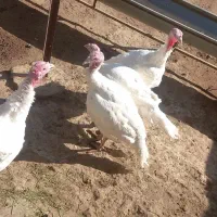 بوقلمون|حیوانات مزرعه|صحنه, |دیوار