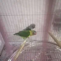 باسلام فروش دوعدد کتوله سبز مشکی