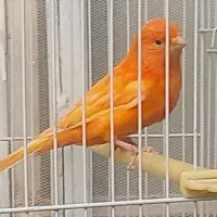 بخون نر،ماده،ریز خون،کوتاه بلند خون