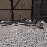 غاز اطراف رامشیر