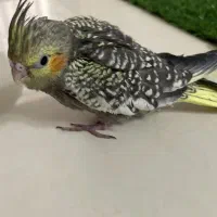 عروس هلندی دوماهه