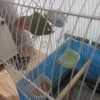 یه جفت نروماده کوتوله برزیلی|پرنده|رشت, گلسار|دیوار