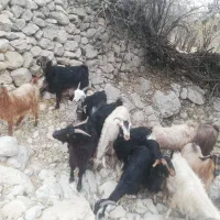 باسلام فروش 14 راس بزداشتی ابستن