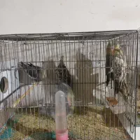 عروس هلندی|پرنده|باسمنج, |دیوار