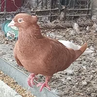 کبوتر دمسفید ماده