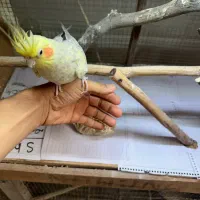 عروس هنلدی سخنگو دستی نر و ماده