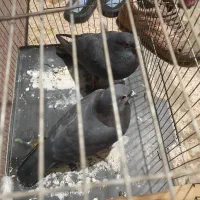 دوتا کفتر شهرستانی فروشی قرچک