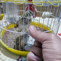 سهره خاکی یا سره قناری قرص بخوان|پرنده|گرگان, |دیوار