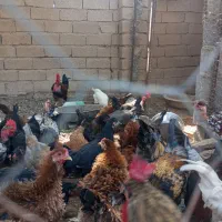 مرغ وخروس|حیوانات مزرعه|ریگ, |دیوار