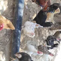 مرغ و خروس محلی گلین|حیوانات مزرعه|دوگنبدان, |دیوار