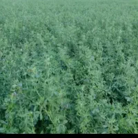 کاه یونجه درجه ا