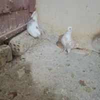 جفت رنگی پرشی خشکل