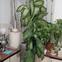 فروش یک عدد گل به علت کم بود جا به فروش میرسد