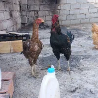 مرغ و خروس لاری و گپن ریشو و گلی اصل