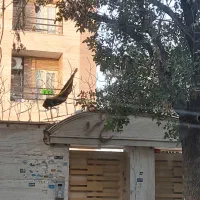 رهن و اجاره آپارتمان