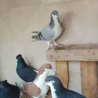 سیاهپوش|پرنده|محمدیه-قزوین, |دیوار