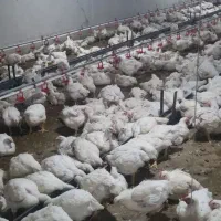 کارگر مرغداری سقز