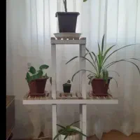 مدل هرمی|گل و گیاه طبیعی|اردبیل, |دیوار